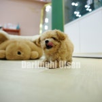 달링하이울산 강아지분양