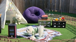 놀펫강아지유치원애견호텔서울애견유치원 성북본원