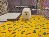 강아지마을