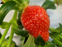 생생딸기체험농장