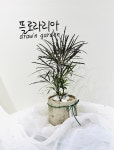 플로라리아 drawn garden