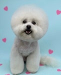 그루머솔 애견미용호텔