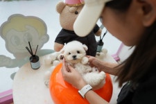 부산강아지분양 테디럽 명지본점