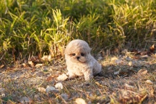 부산강아지분양 테디럽 명지본점