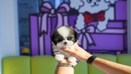 부산강아지분양 테디럽 명지본점