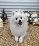 콩자반애견미용실