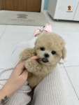 러빙펫 강아지분양 시흥배곧본점