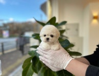 강아지분양 애견입양 아이러브독 천안점