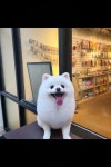더예쁘개