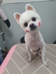 해피애견