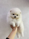 더펫 거제본점