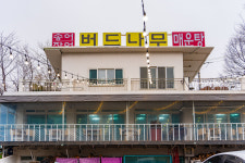 버드나무집
