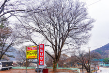 버드나무집