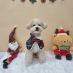 하이몽애견미용실