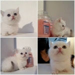 도그쇼 강아지분양 애견입양 부산본점