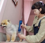 펫살롱 꽃단장