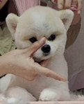 펫살롱 꽃단장