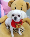 펫살롱 꽃단장