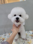 바둑이쌀롱