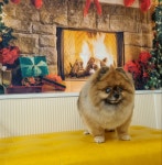 하이몽애견미용실