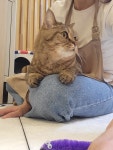 뜰안에냥
