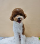 하이몽애견미용실