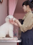 펫살롱 꽃단장