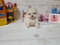 강아지마을