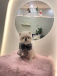 아나봄펫살롱