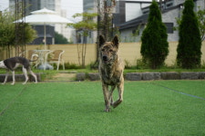 저스트도그 반곡점