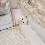 강아지분양 애견분양 꽃강아지 광진점