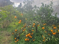 희진성산감귤체험농장