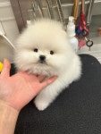 우아퍼피