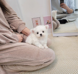 강아지분양 애견분양 꽃강아지 광진점