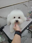 아기강아지