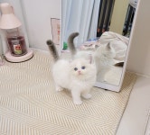 강아지분양 애견분양 꽃강아지 광진점