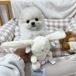 요미독 강아지 요미캣 고양이 안산점