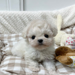 안산 요미독앤캣 강아지분양 고양이분양