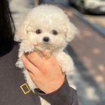 안산 요미독앤캣 강아지분양 고양이분양