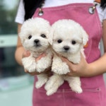 안산 요미독앤캣 강아지분양 고양이분양