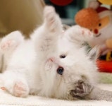 라온캣 잠실고양이분양