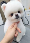 바나고펫살롱 애견미용실 애견호텔 애견놀이방 바나고펫