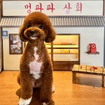 멍파파 애견카페 & 강아지 유치원