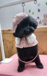 신라애펫 용인모현점