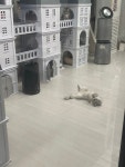 모여봐요고양이카페