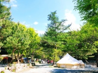 느티나무 캠핑장