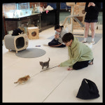 13번째고양이분양카페