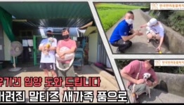 한국동물구조복지협회