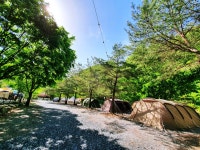 느티나무 캠핑장