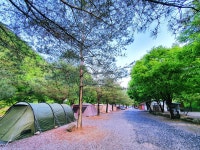 느티나무 캠핑장